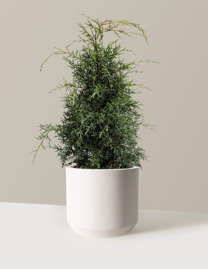 Arizona Cypress - Carolina Sapphire