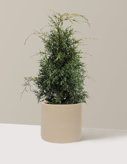 Arizona Cypress - Carolina Sapphire