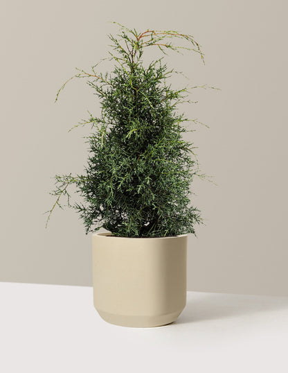 Arizona Cypress - Carolina Sapphire