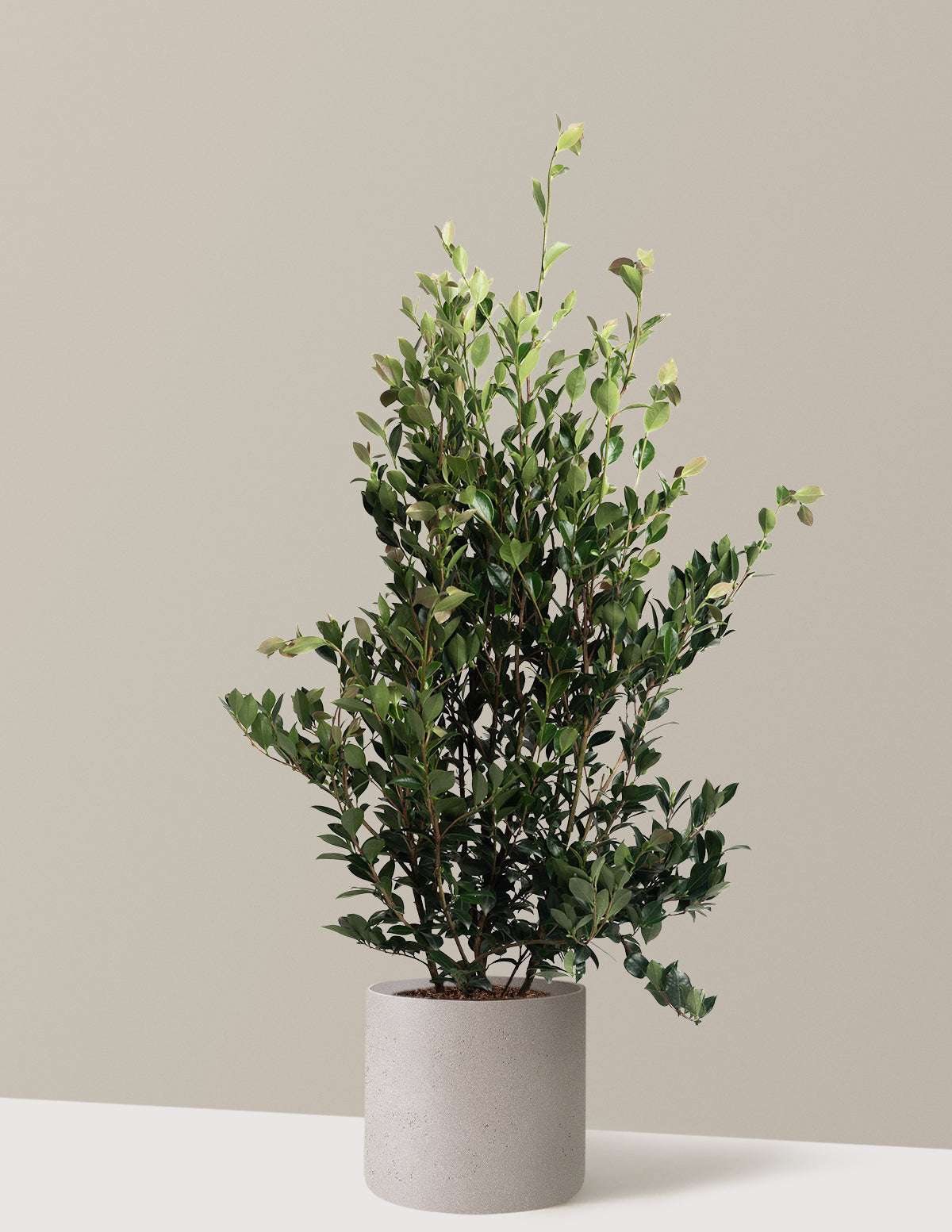 Autumn Rocket Camellia