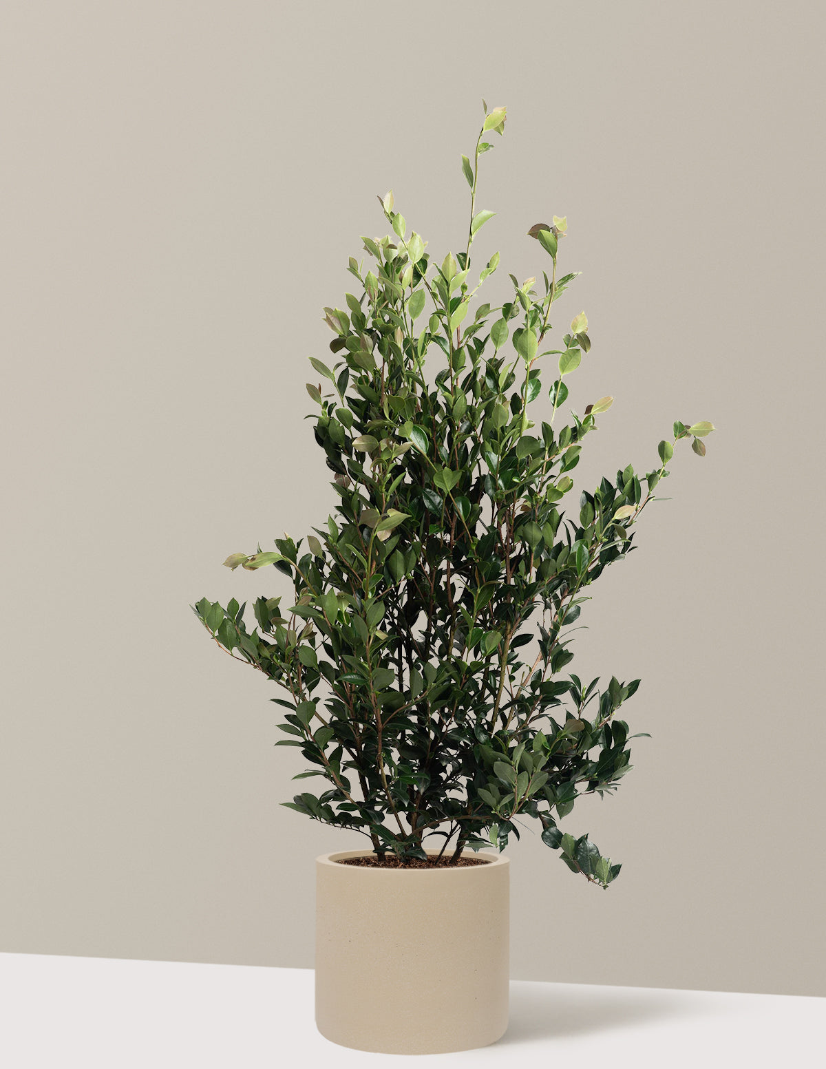 Autumn Rocket Camellia
