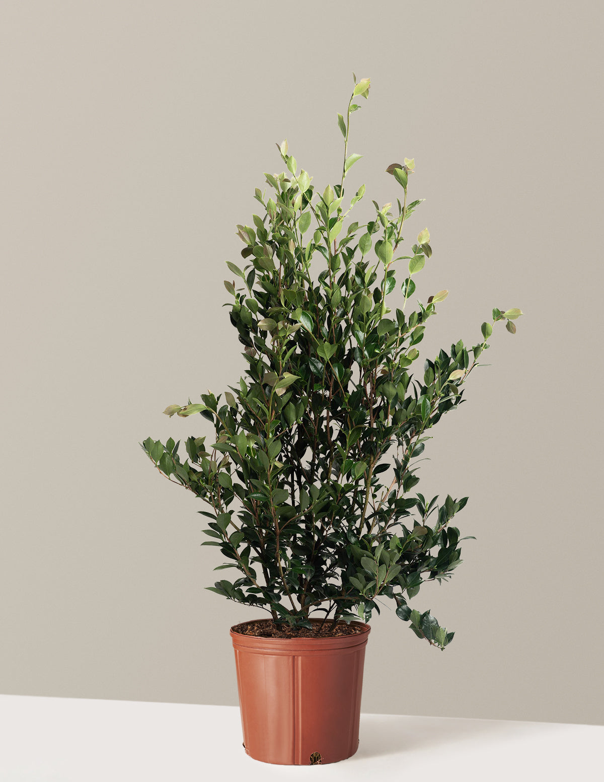 Autumn Rocket Camellia