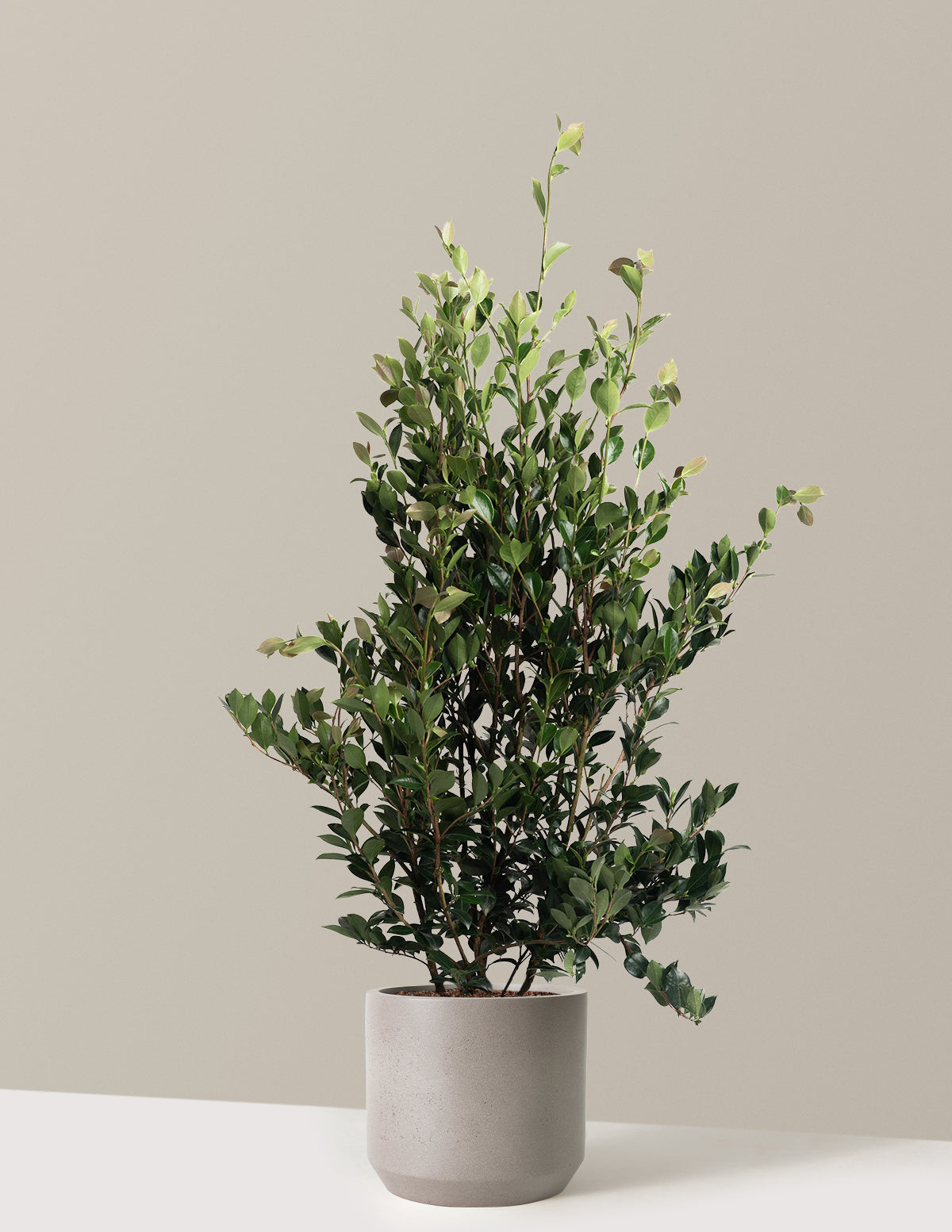 Autumn Rocket Camellia