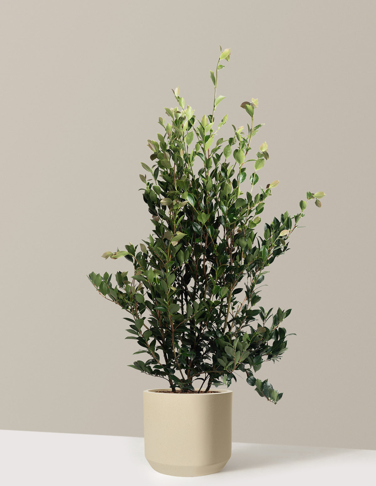 Autumn Rocket Camellia