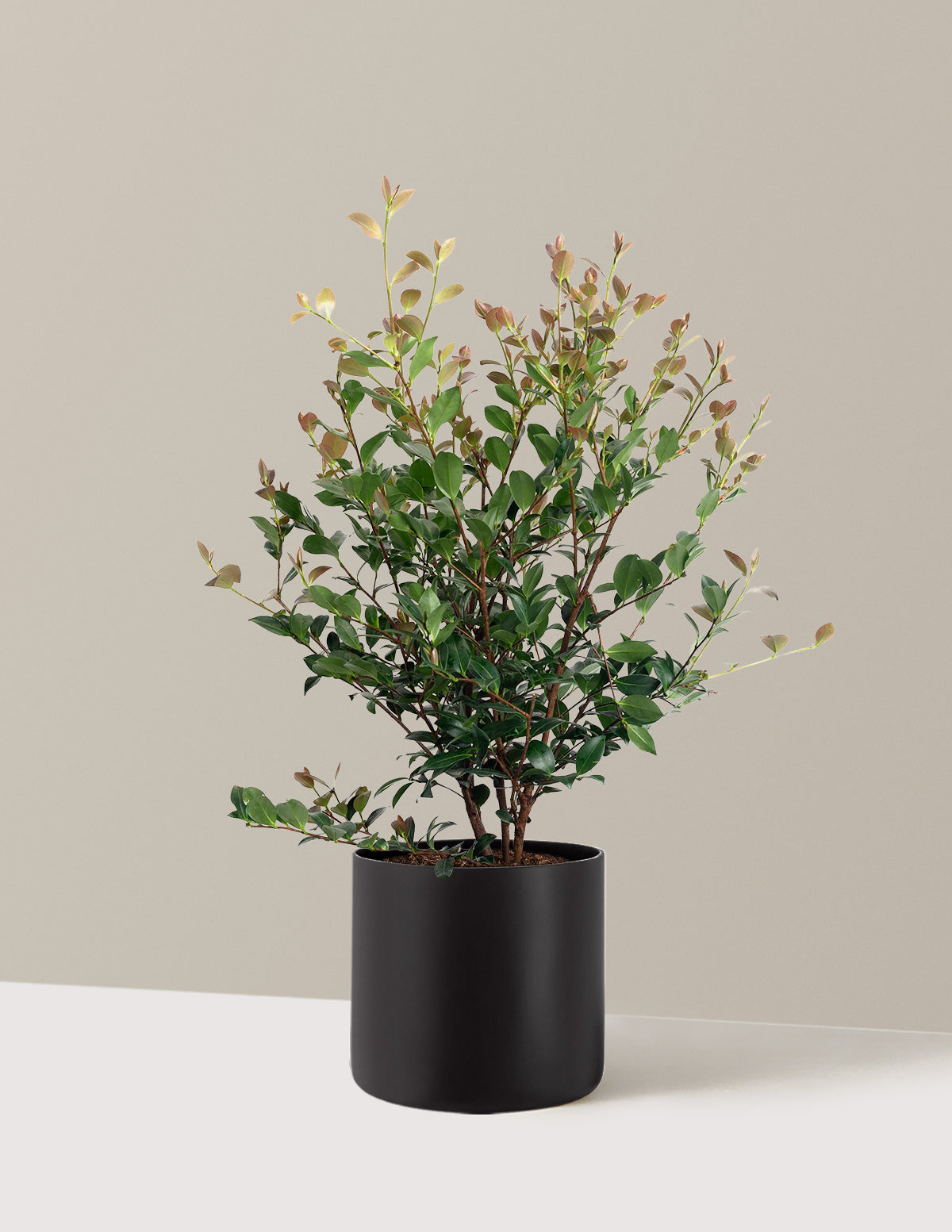Autumn Spirit Camellia