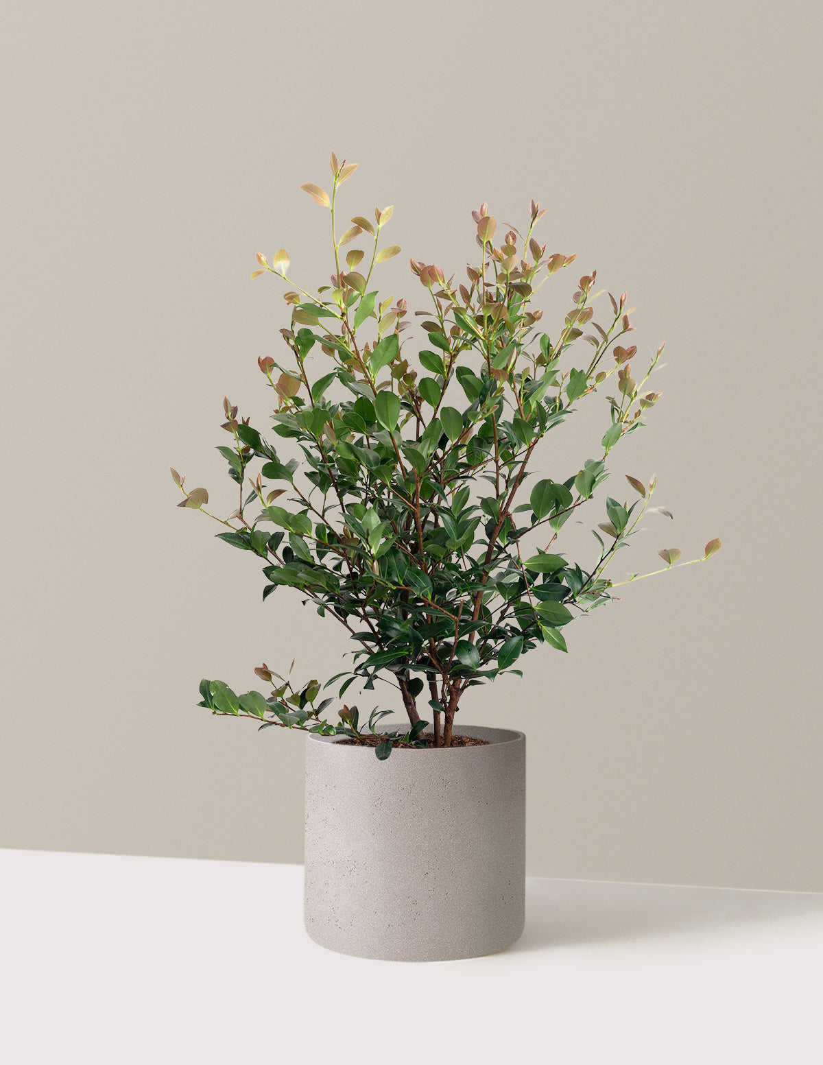 Autumn Spirit Camellia