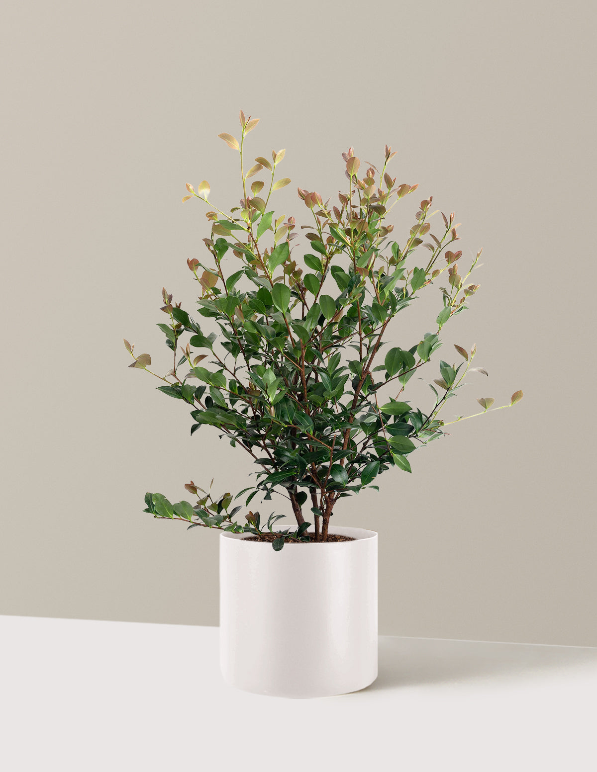 Autumn Spirit Camellia