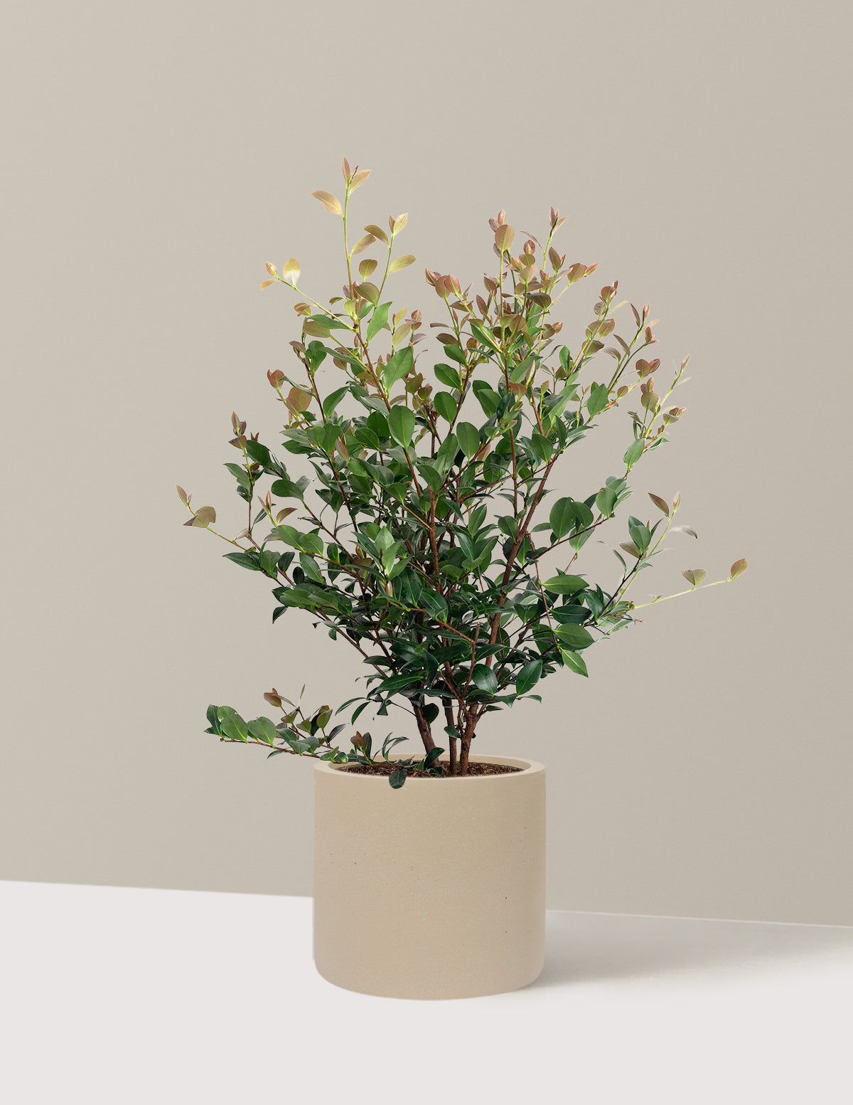 Autumn Spirit Camellia