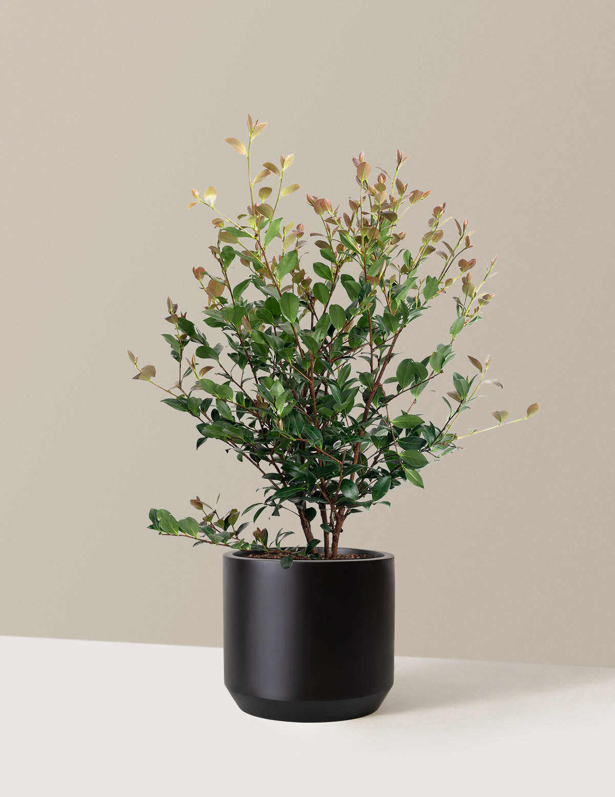 Autumn Spirit Camellia
