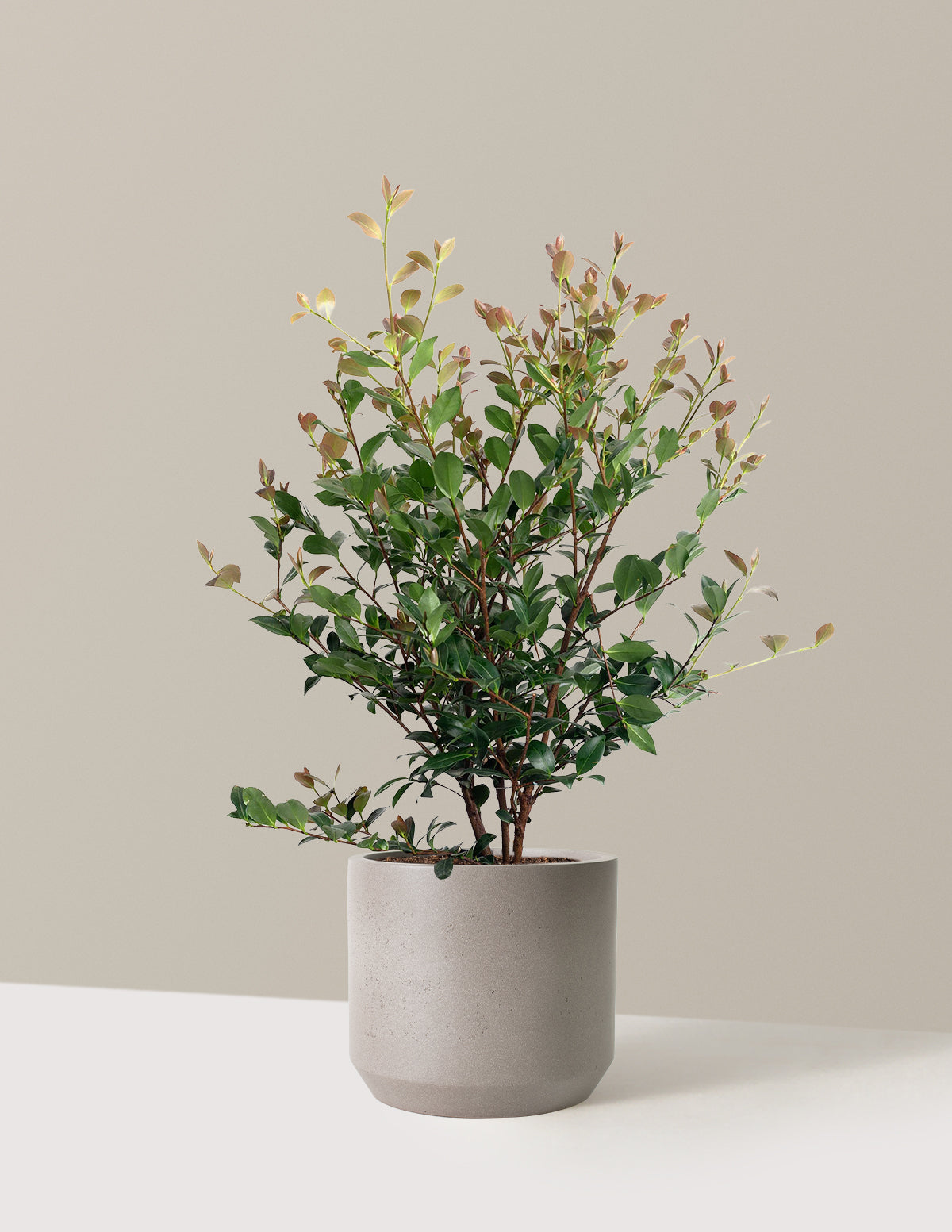Autumn Spirit Camellia