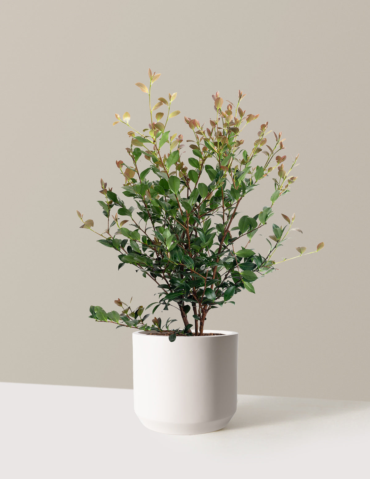 Autumn Spirit Camellia