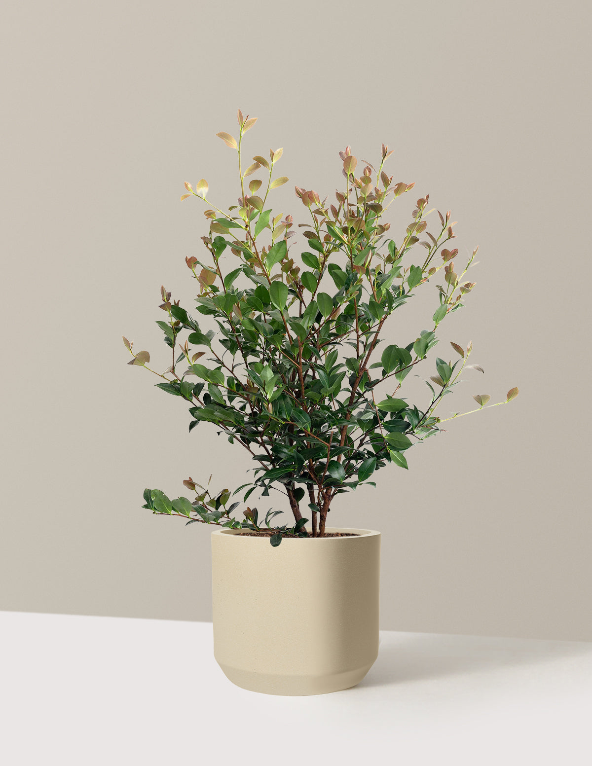 Autumn Spirit Camellia