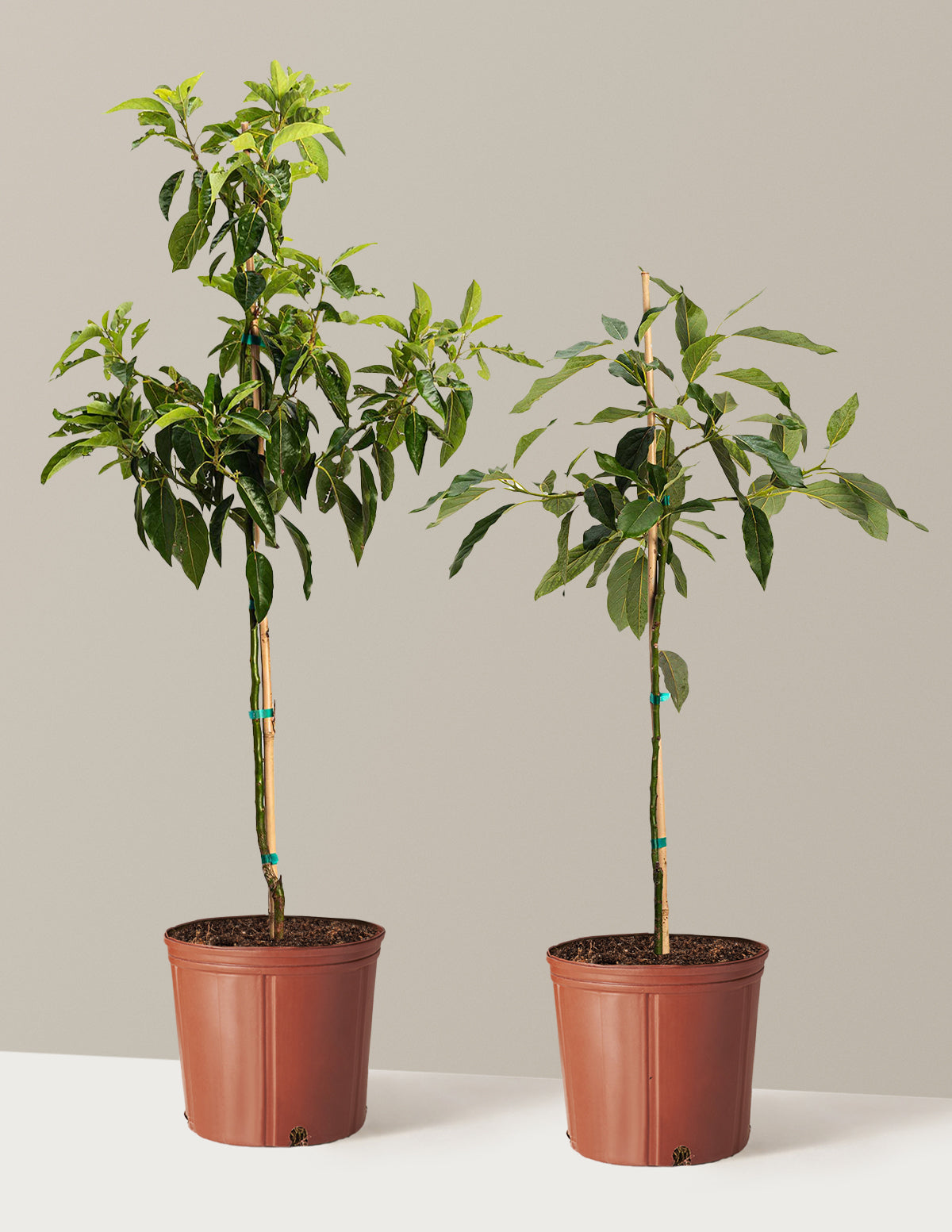 bundle | 3 Gallon | Grow Pot