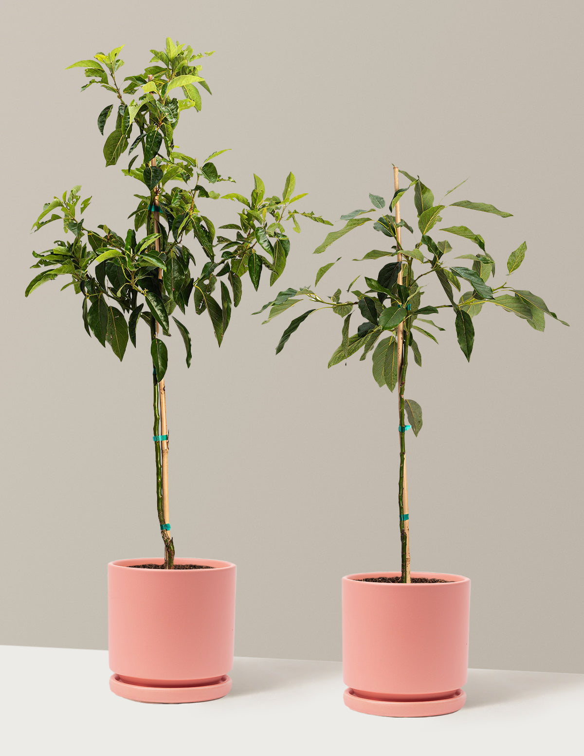 Avocado Tree Bundle with Planter | 3 Gallon | Isabella