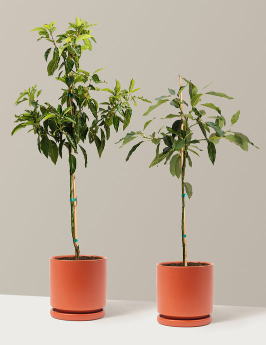 Avocado Tree Bundle