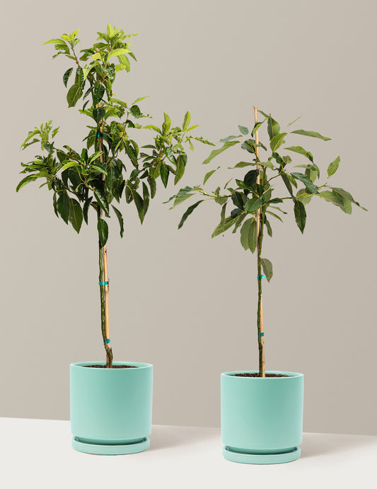 Avocado Tree Bundle
