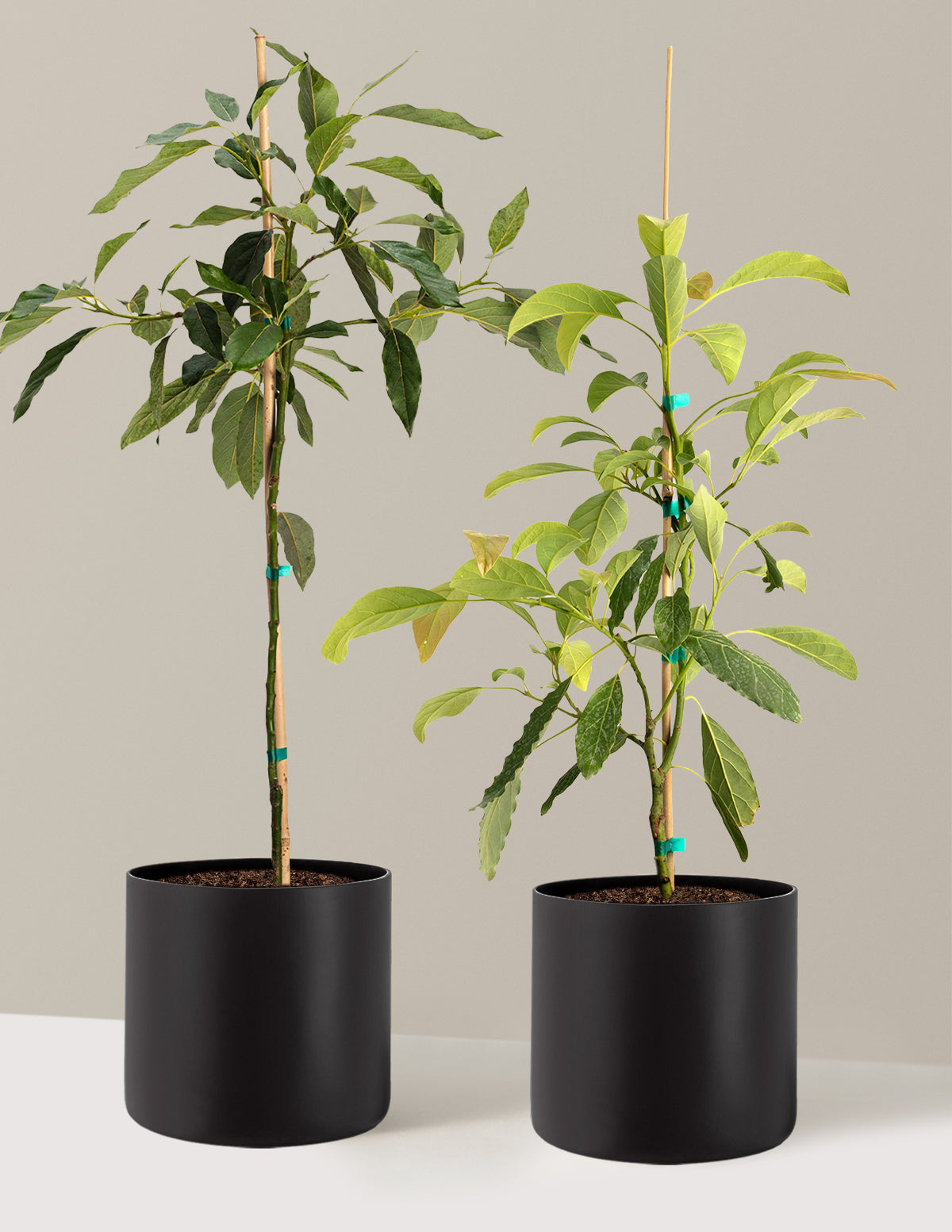 avocado house plant Avocado Tree Bundle with Planter | 3 Gallon | Isabella