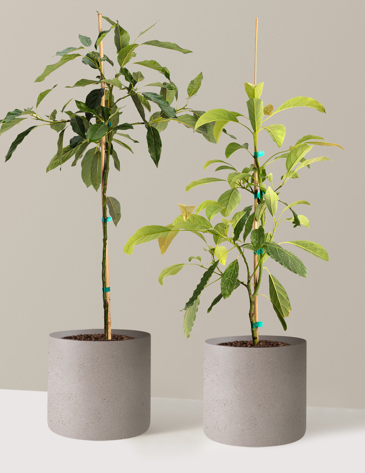 Avocado Tree Bundle