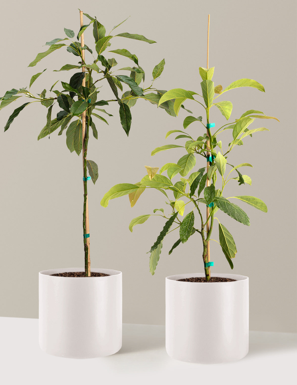 Avocado Tree Bundle