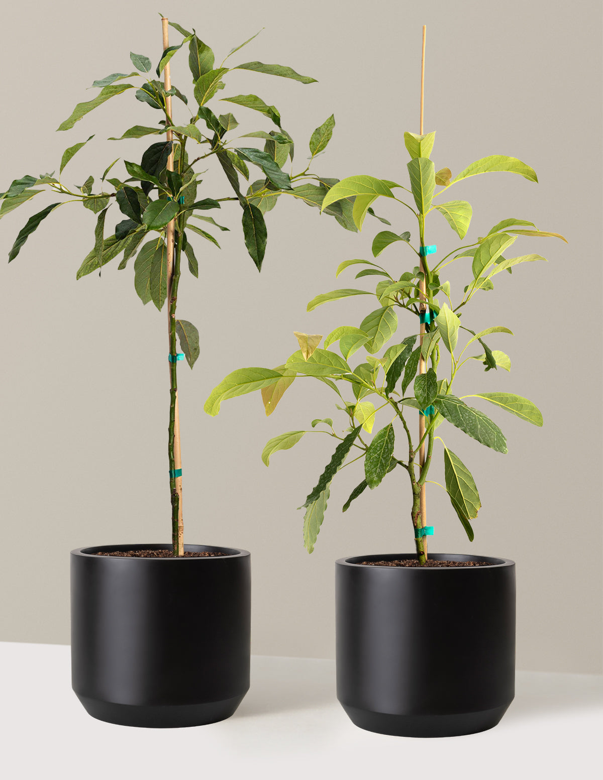 bundle | 3 Gallon | Mexia | Black