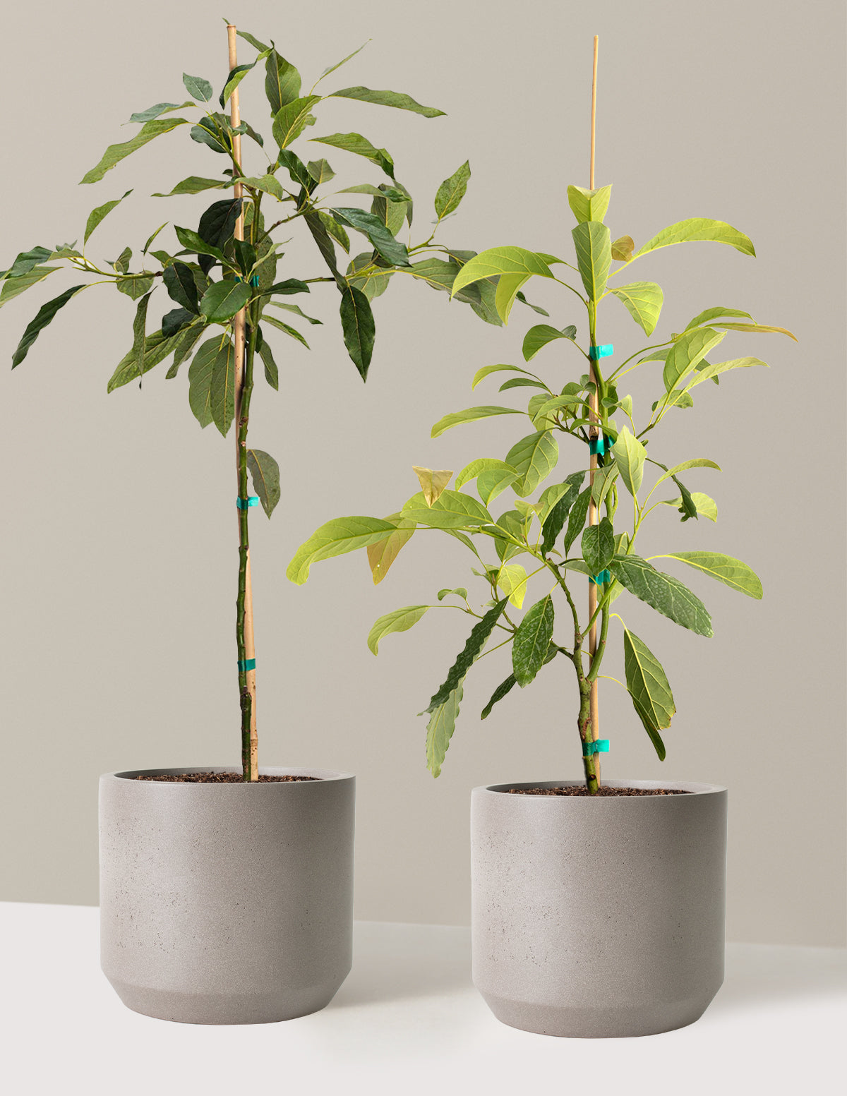 bundle | 3 Gallon | Mexia | Cement Grey