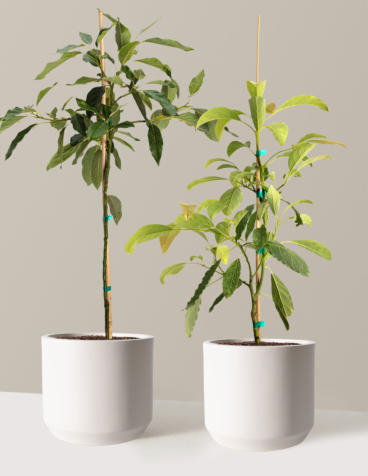 avocado plants in pots Avocado Tree Bundle with Planter | 3 Gallon | Isabella