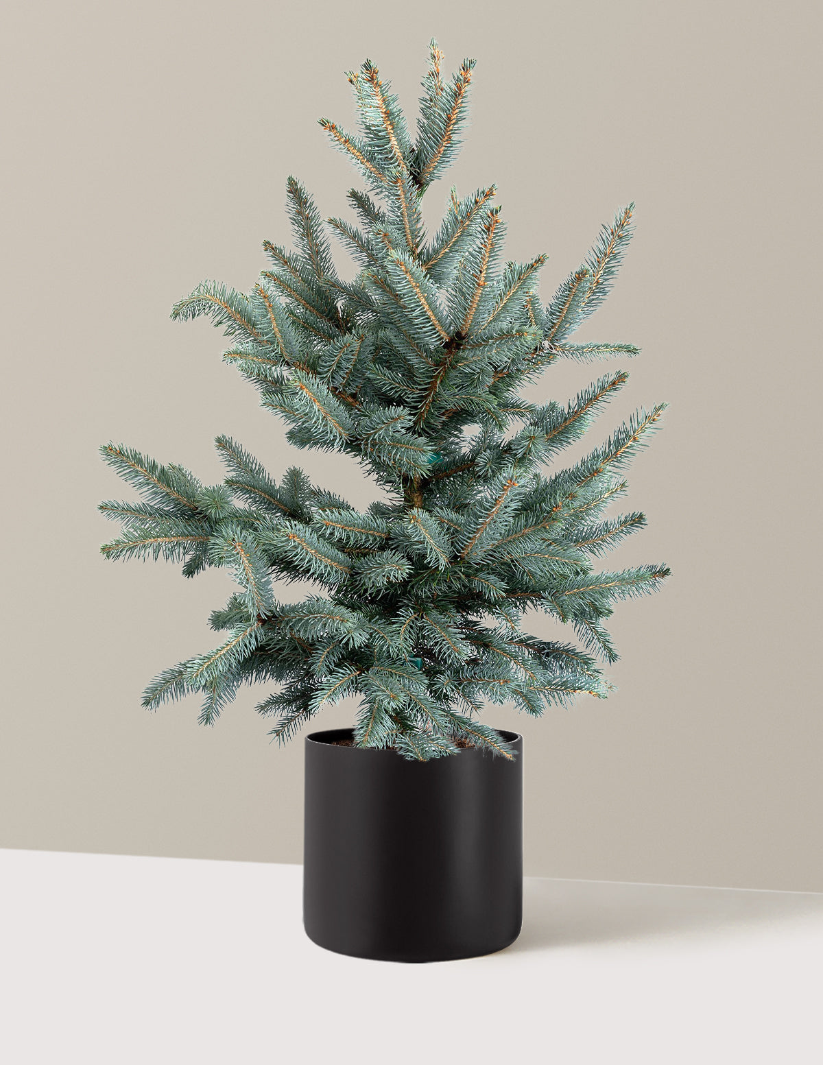 Baby Blue Eyes Spruce