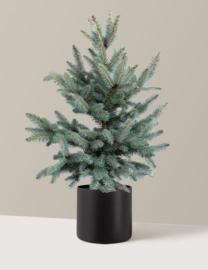Baby Blue Eyes Spruce