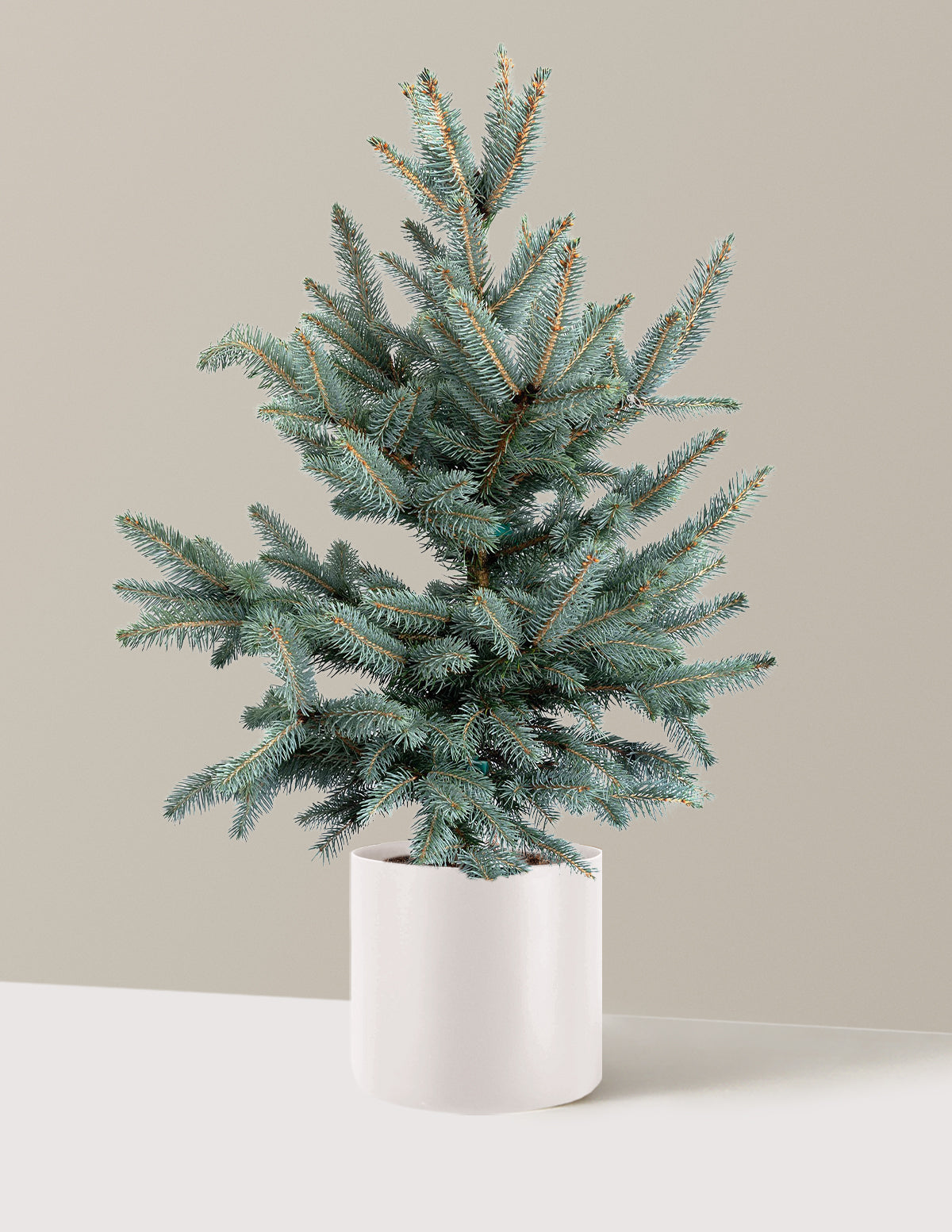 Baby Blue Eyes Spruce