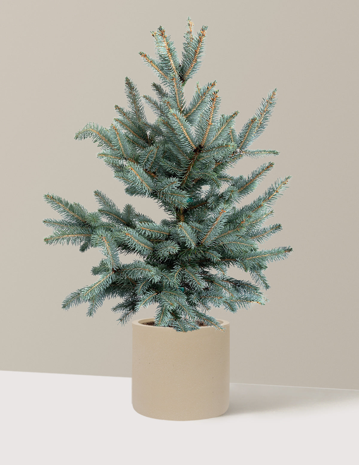 Baby Blue Eyes Spruce