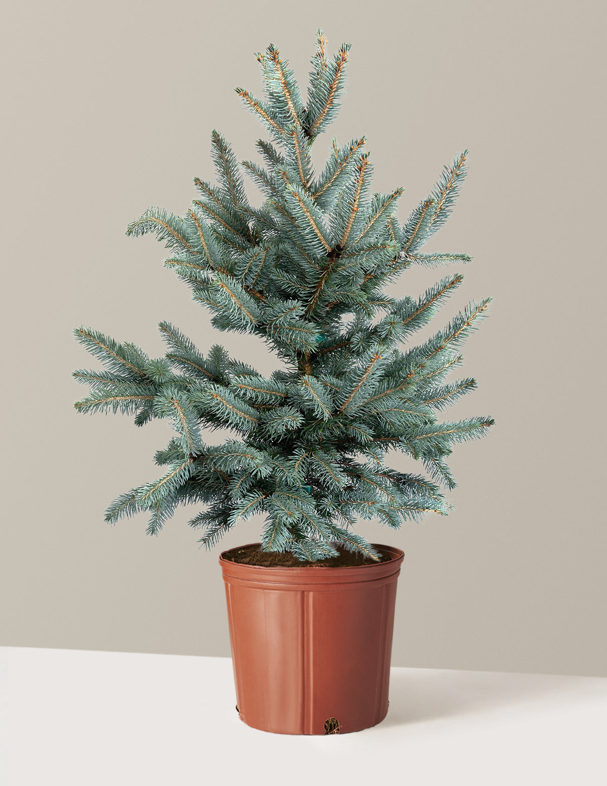 Baby Blue Eyes Spruce