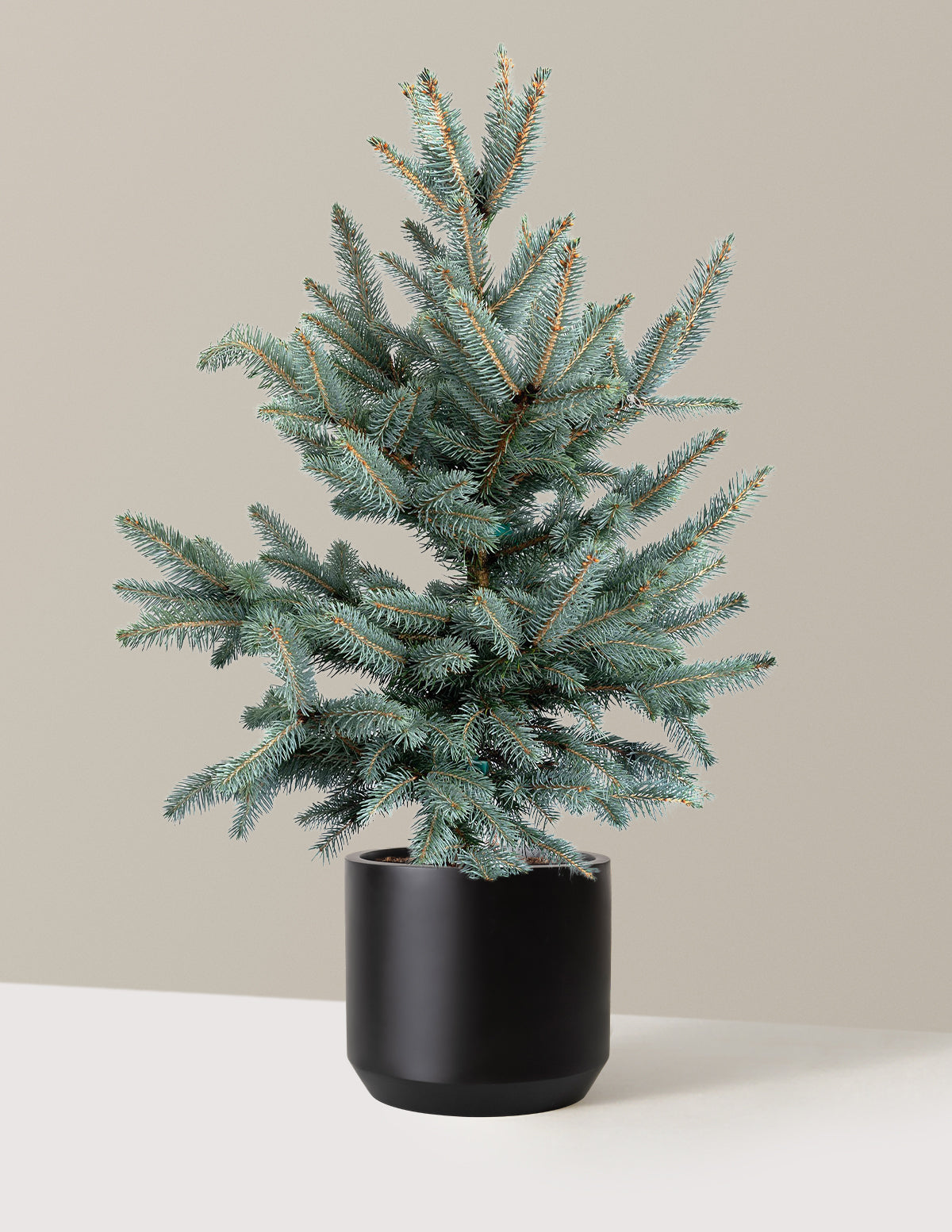 Baby Blue Eyes Spruce