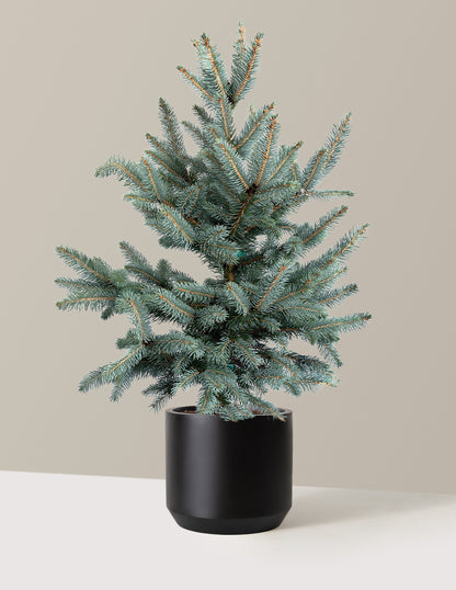 Baby Blue Eyes Spruce