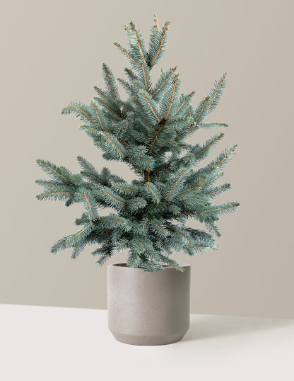 Baby Blue Eyes Spruce
