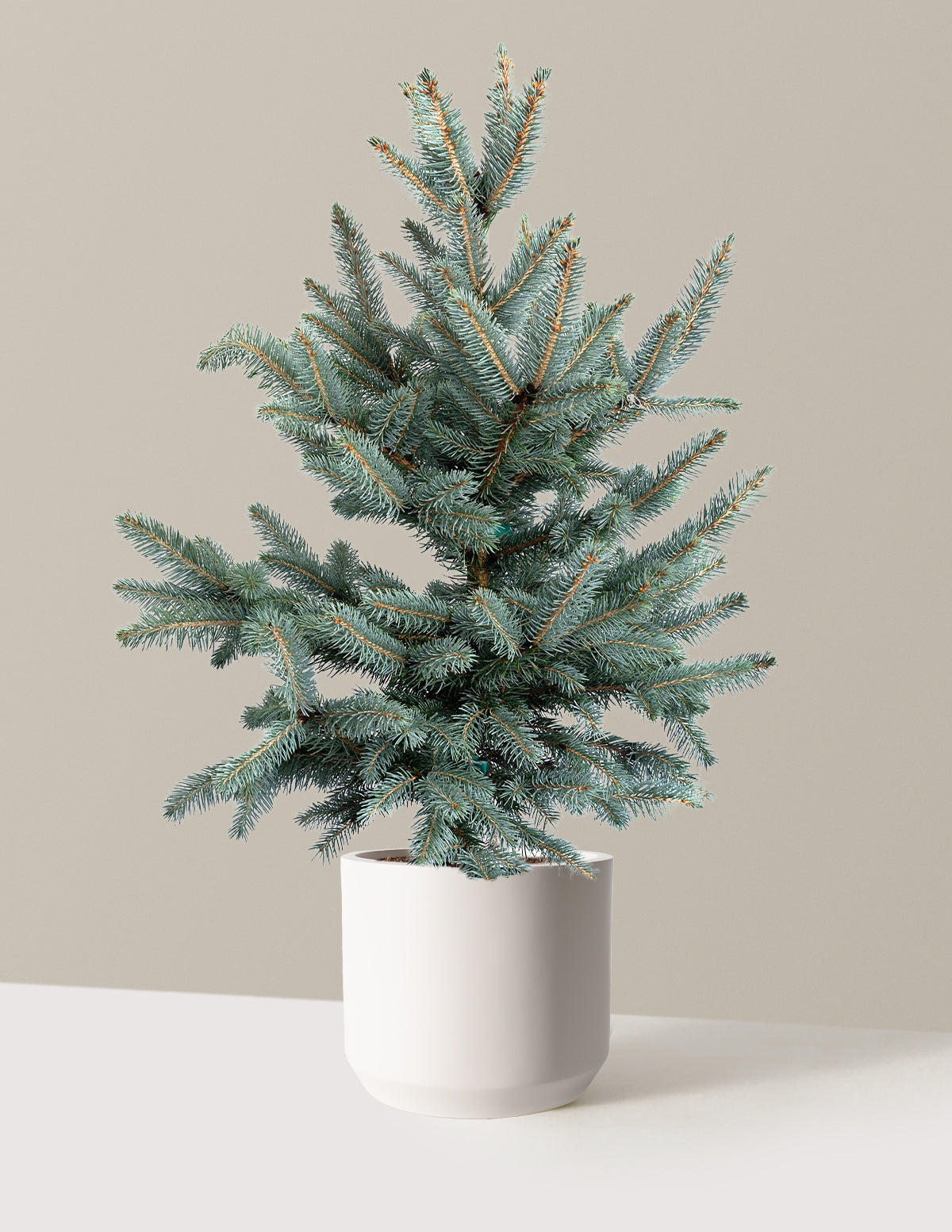 Baby Blue Eyes Spruce