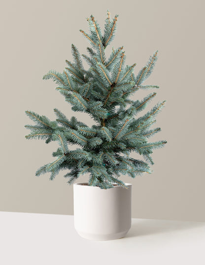 Baby Blue Eyes Spruce