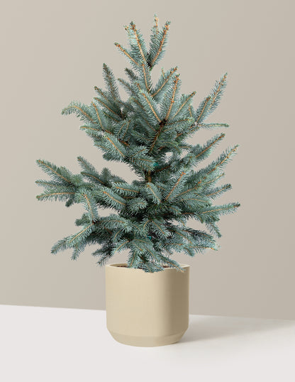 Baby Blue Eyes Spruce