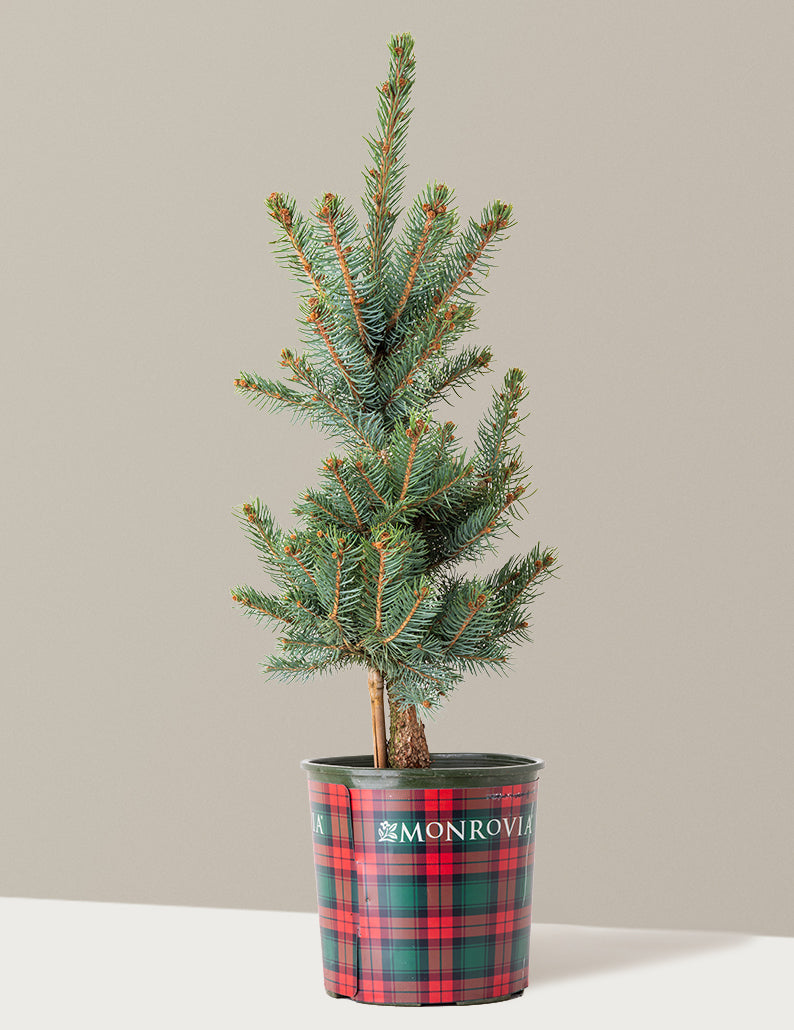 Baby Blue Eyes Spruce