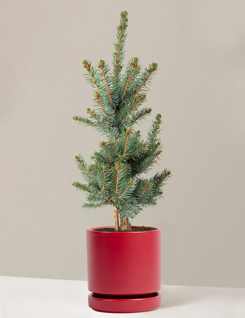 Baby Blue Eyes Spruce