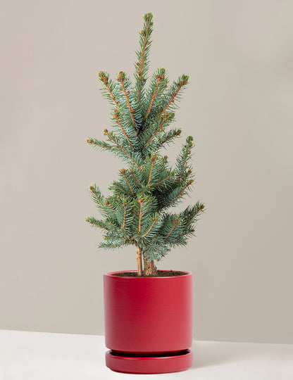 Baby Blue Eyes Spruce