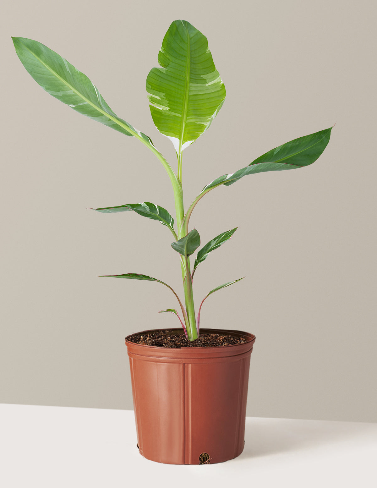 bundle | Large | Grow Pot