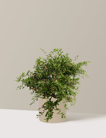 Barbados ‘Acerola’ Cherry Tree