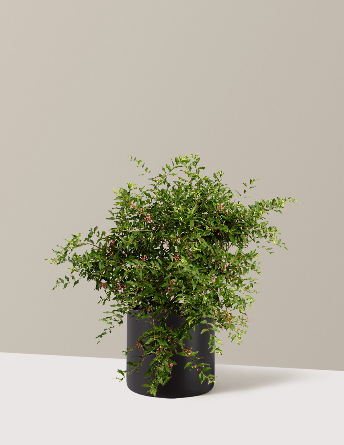 bundle | 3 Gallon | Agnes | Black