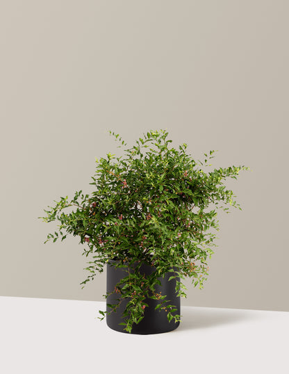 Barbados ‘Acerola’ Cherry Tree