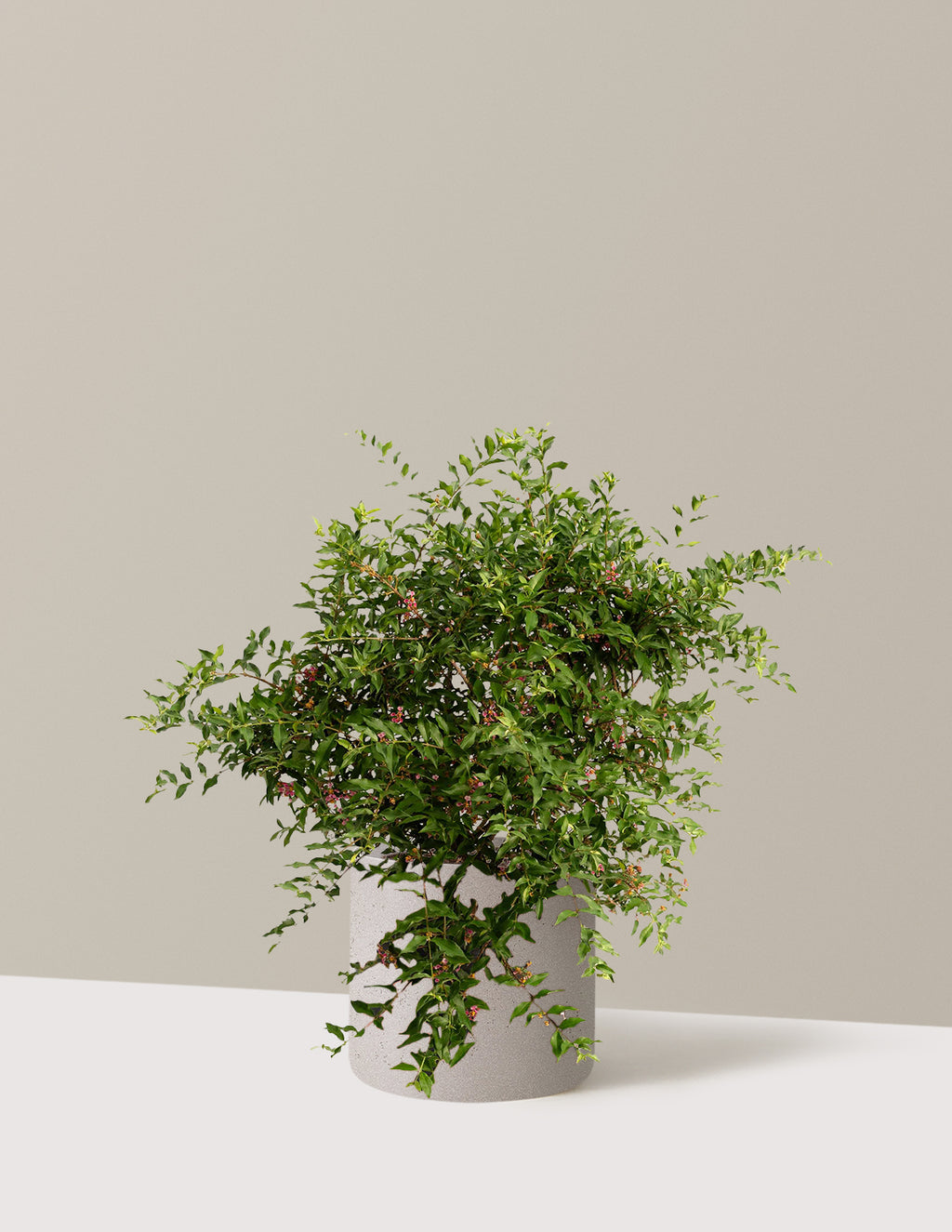 bundle | 3 Gallon | Agnes | Cement Grey