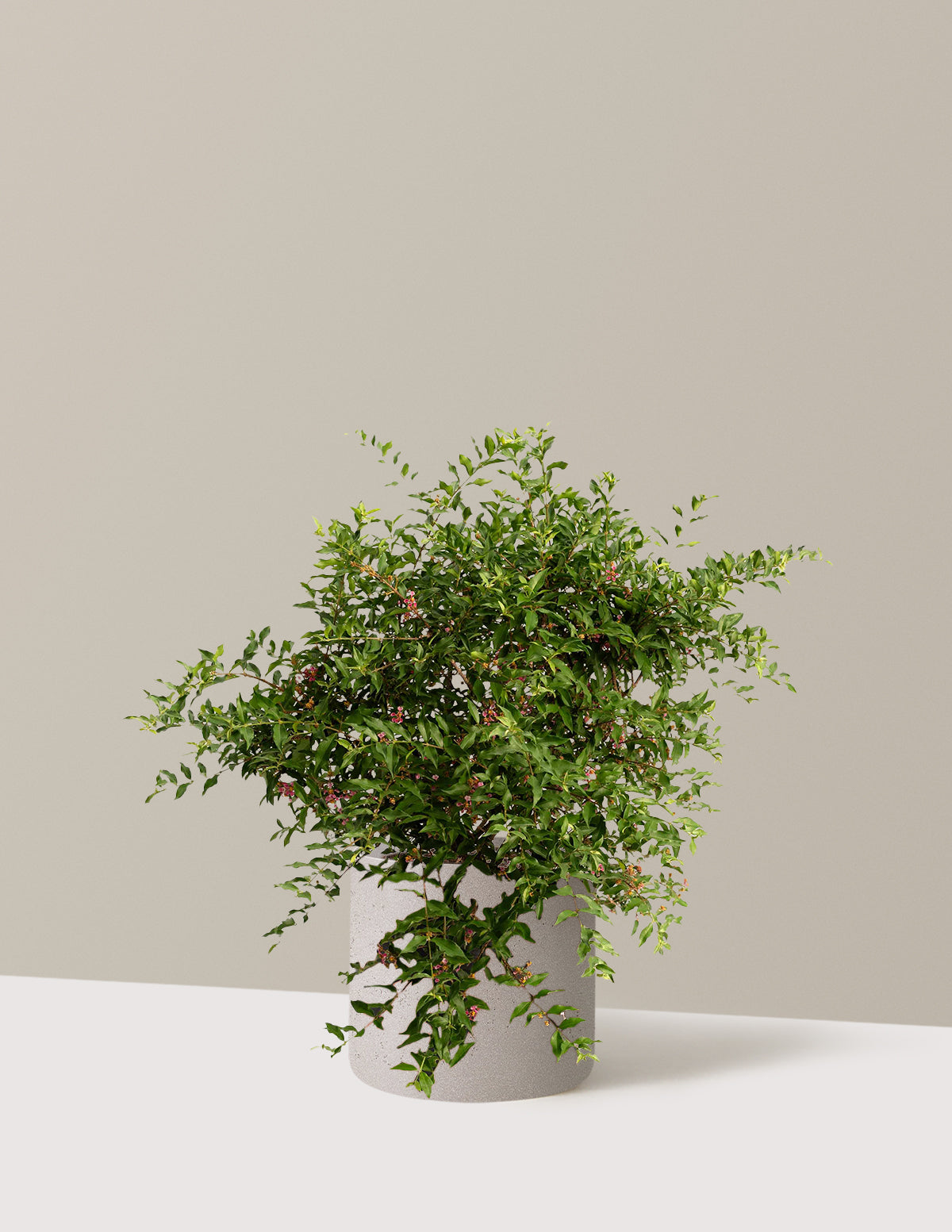 bundle | 3 Gallon | Agnes | Cement Grey