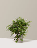 bundle | 3 Gallon | Agnes | Cement Grey