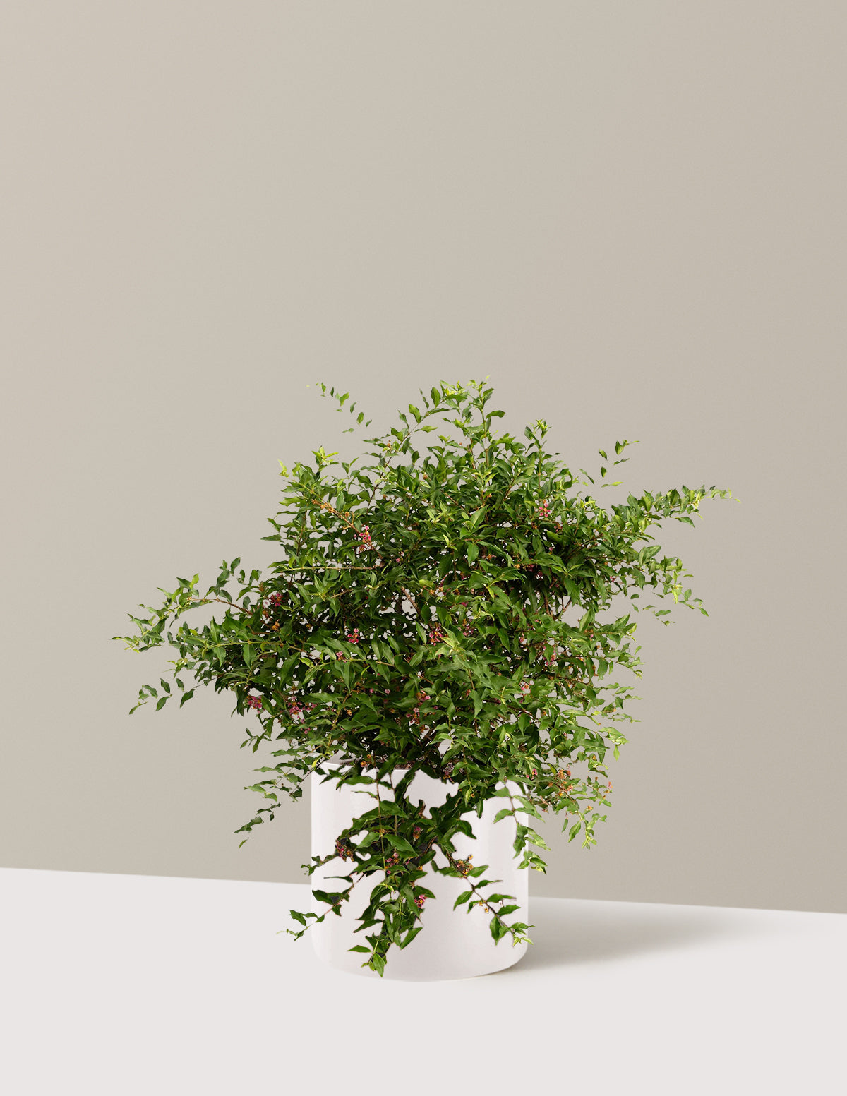 Barbados ‘Acerola’ Cherry Tree