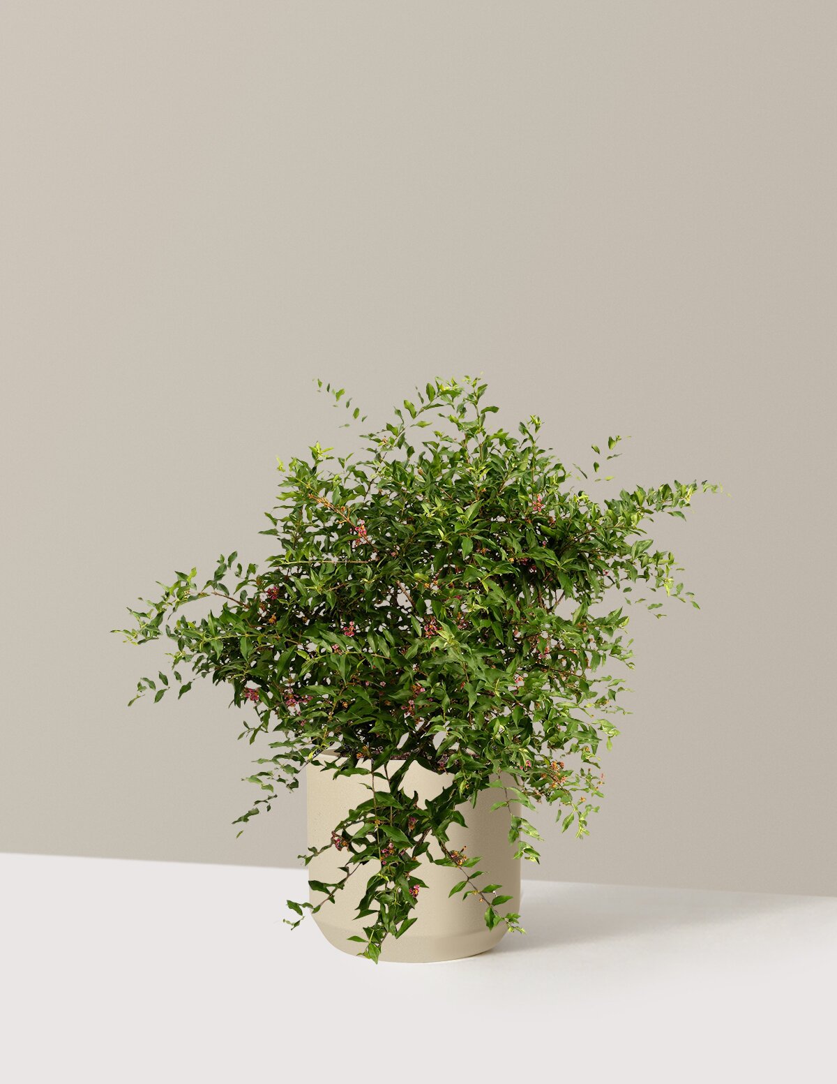 Barbados ‘Acerola’ Cherry Tree