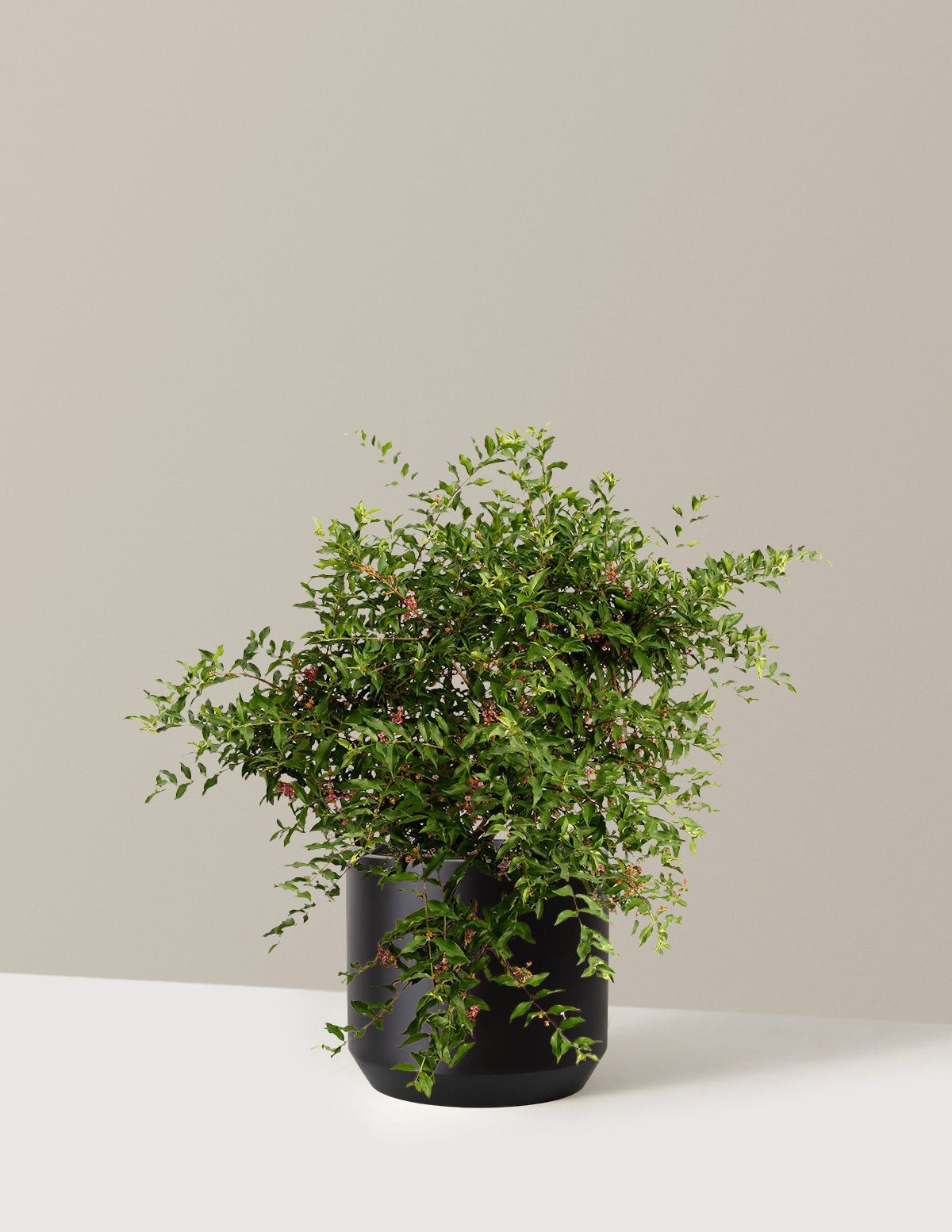bundle | 3 Gallon | Mexia | Black